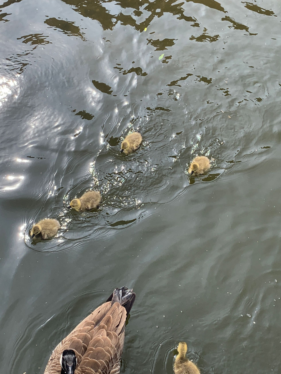 London hotel Duck and Ducklings visiting
