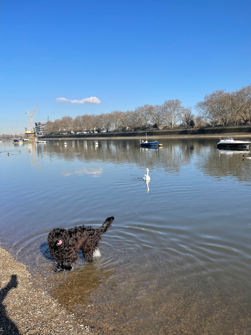 In Putney near the rowing clubs of Putney. This is where the Cambridge Oxford Boat Race is held. london hotel