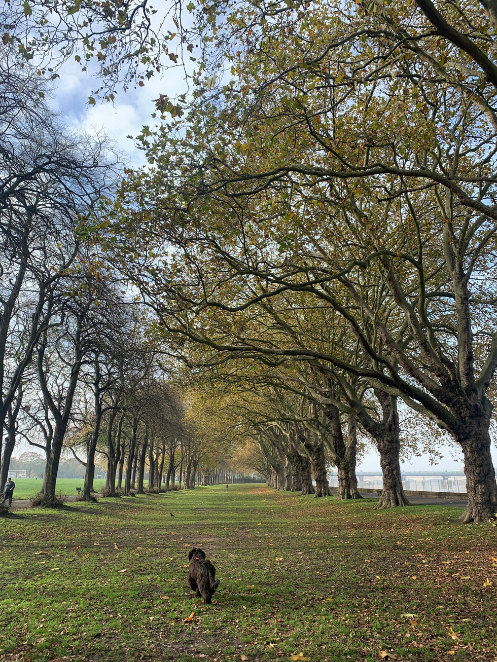 Oola in her favourite Park. Wandsworth park on the river. Such a beautiful avenue of trees (plenty of sticks to play with). london hotel thames