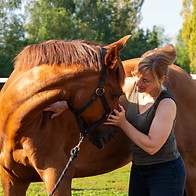 sportmassage paard: stretching van de hals