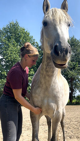 Sportmassage paard