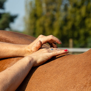sportmassage paard