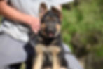 Lonnie Green Collar Male (5)
