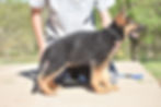 Lonnie Black Collar Male (41)
