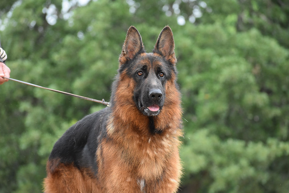 ZAGO (47)
