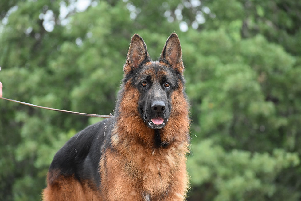 ZAGO (48)