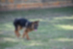 Lilly Orange Collar Female (5)