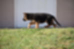 Lonnie Brown Collar Male (7)