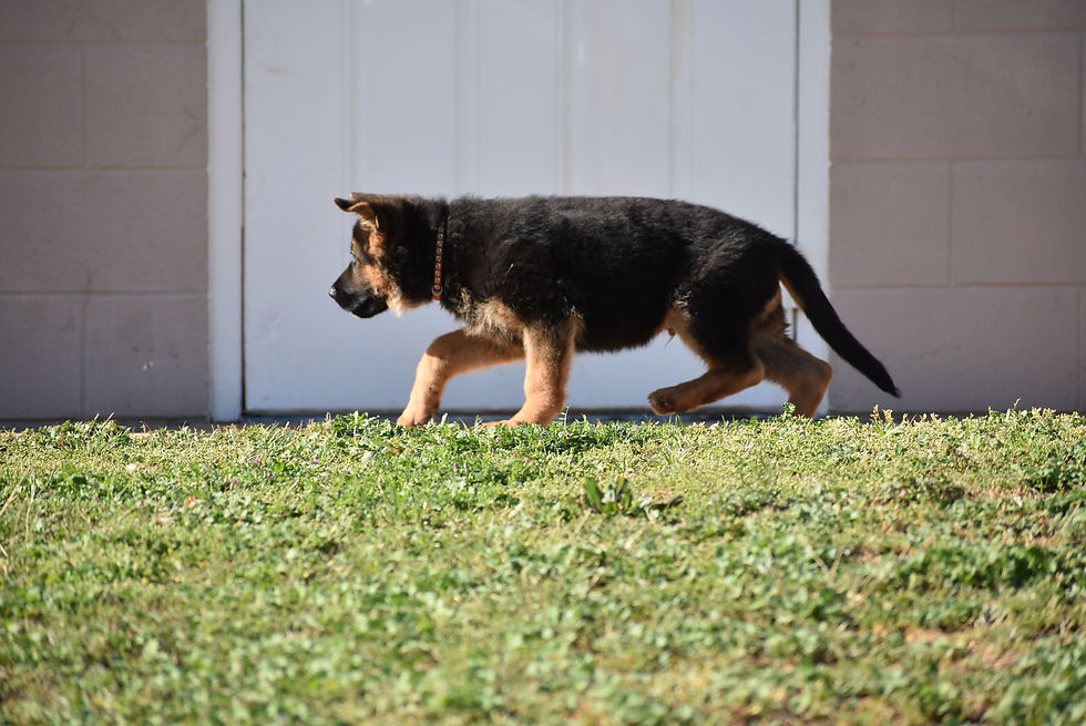 Lonnie Brown Collar Male (7)