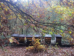 Honig, Bienen, Imkerei, Bad Schwalbach, Wiesbaden