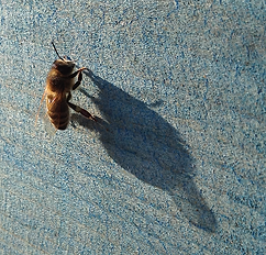 Honig, Bienen, Imker, Bad Schwalbach, Wiesbaden