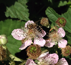Honig, Bienen, Imker, Bad Schwalbach, Wiesbaden
