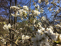 Honig, Bienen, Imkerei, Bad Schwalbach, Wiesbaden