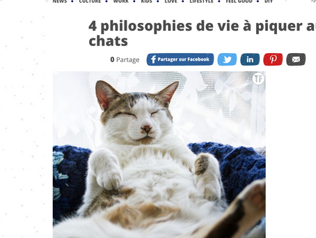 https://www.terrafemina.com/article/chat-4-philosophies-de-vie-a-piquer-aux-felins_a347095/1