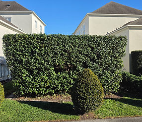 Celebration Bushes and Hedges