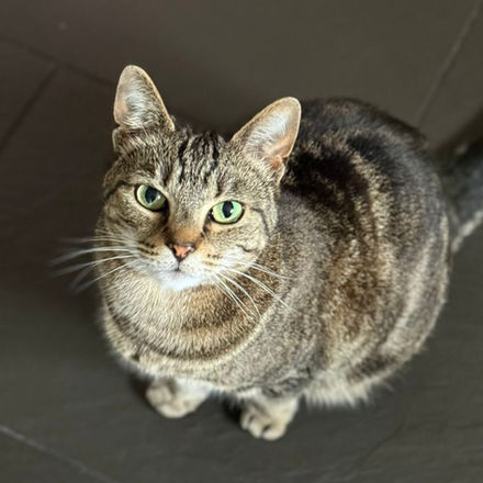 Tabby cat with green eyes looking up