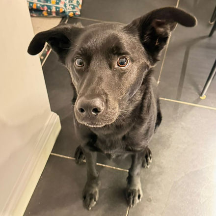 Black dog looking intently