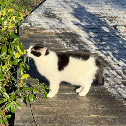 Black and white cat sniffing green plant on wooden deck