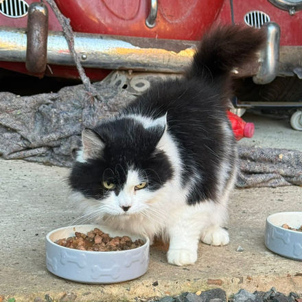 Fluffy black and white cat eating from a bowl