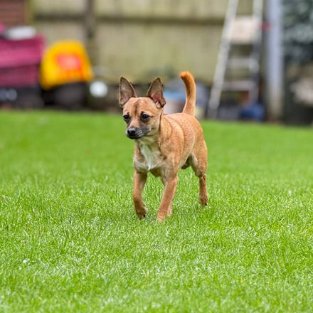 Small brown dog walking on green grass