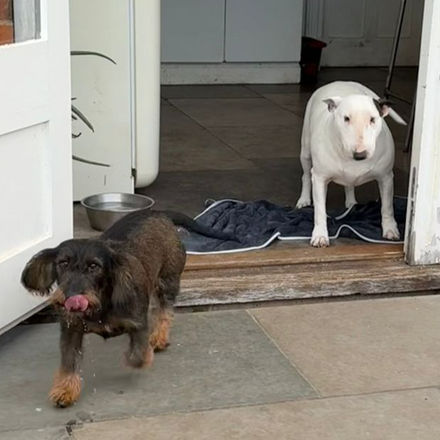 Brown sausage dog running with tongue out, white Bull Terrier in doorway