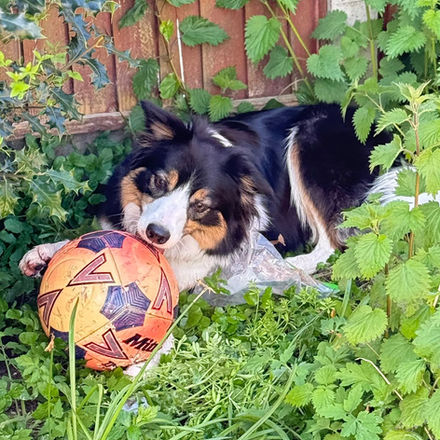 Border Collie dog resting in grass with a football
