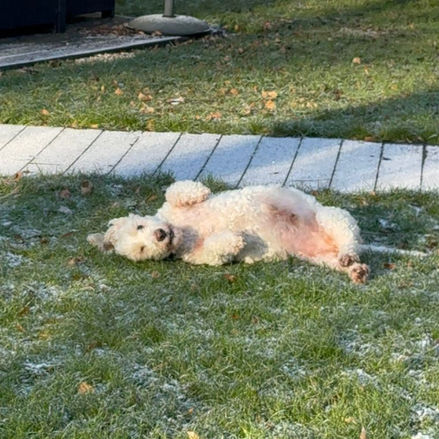 Dog lying on its back in frosty grass