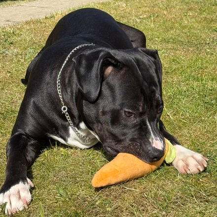 Black dog chewing an orange carrot toy