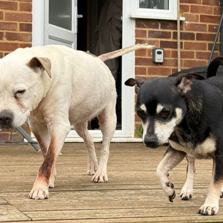 Light pit bull and black and tan dog on wooden deck