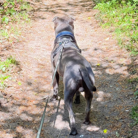 Blue-gray dog on a leash walking a dirt trail