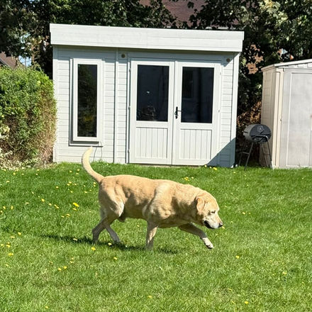 Yellow Labrador walking on grass, white shed behind.