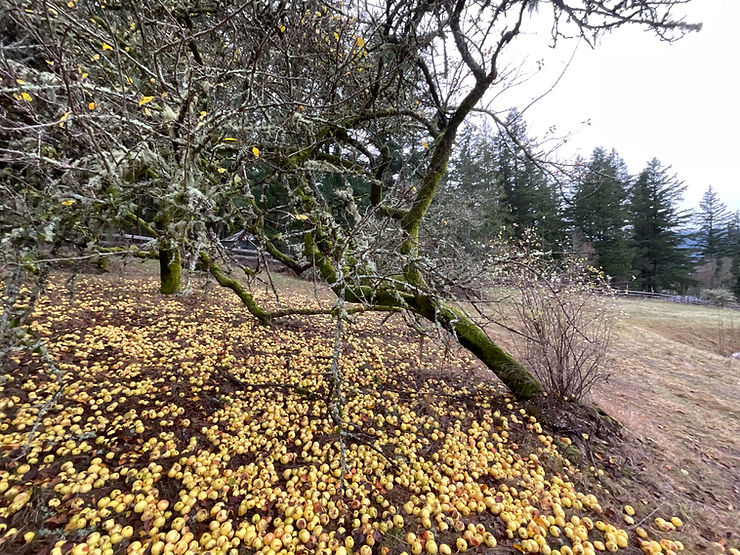 Late-season yellow apples beneath a leaning heritage apple tree at Once in a Blue Moon Farm on Orcas Island, consistent with Newtown Pippin-type fruit common in historic Pacific Northwest orchards.