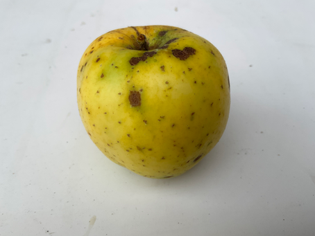 A reflection on finding a wild apple tree near Eastsound, Washington—and how grafting, memory, and design reveal the quiet work of inheritance and repair.