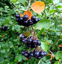 Aronia_melanocarpa_chokeberry.jpg