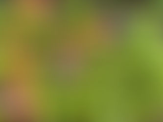 Mixed harvest of ripe figs, plums, and apricots showcasing seasonal fruit diversity