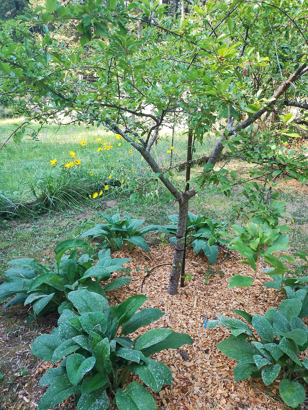 Image of a working fruit tree guild: comfrey cycling nutrients from depth, wood chips building soil, and the tree fed by the system—not fertilizer