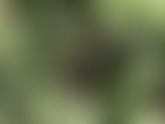 Apple shoot infected with fire blight showing blackened, shriveled leaves still attached to the branch.