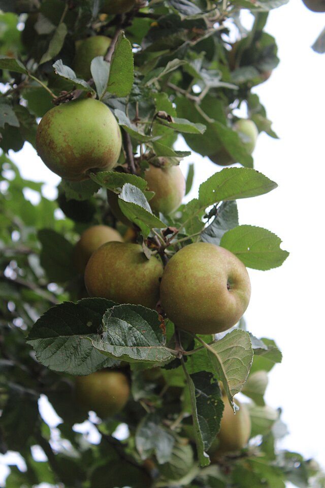 Cluster of late-season apples hanging from a leafy branch, their skins green-bronze and slightly russeted, set against a pale autumn sky.