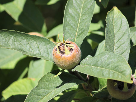 Permaculture Gardening and Landscaping: Marvelous Medlar
