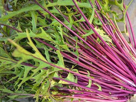 Easy, Fresh Greens in Winter: A Guide to Maritime Northwest Winter Gardening