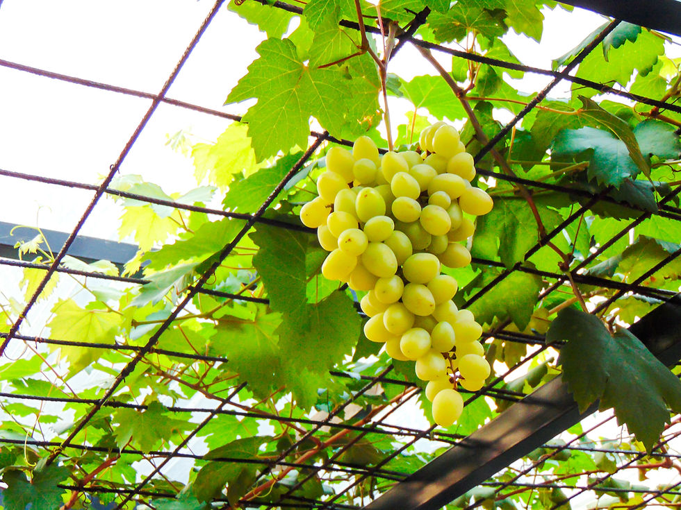 White wine grapes trained on overhead trellis. 