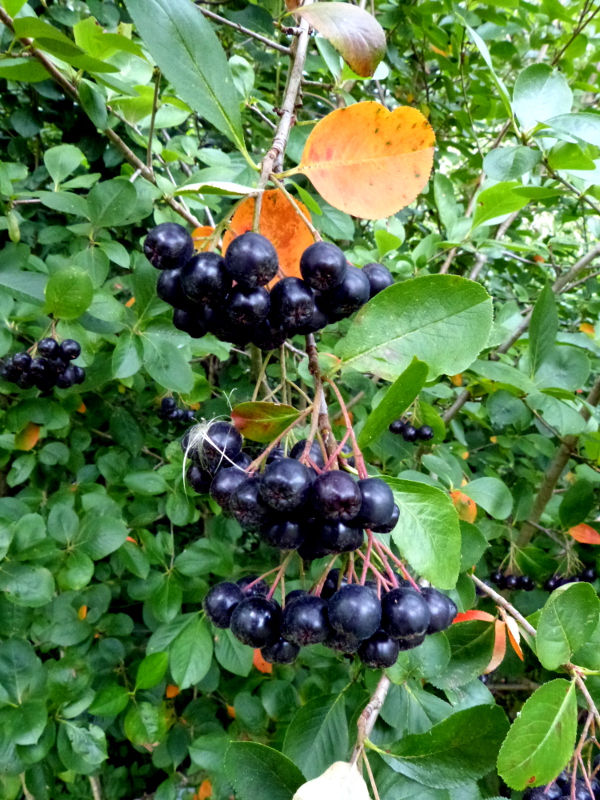 Cluster of ripe aronia chokeberries (Aronia melanocarpa) hanging on a shrub with green leaves in an edible landscape design