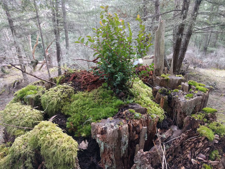 Permaculture Gardening and Landscaping: Using Stumps to Grow Native Food