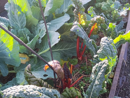 Bed of pacific northwest vegetables growing and mature.