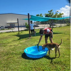 June 1, 2024 GAIN(Guam Animals In Need)