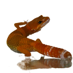 tan01_edited.png