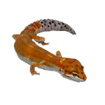 tan02_edited.png