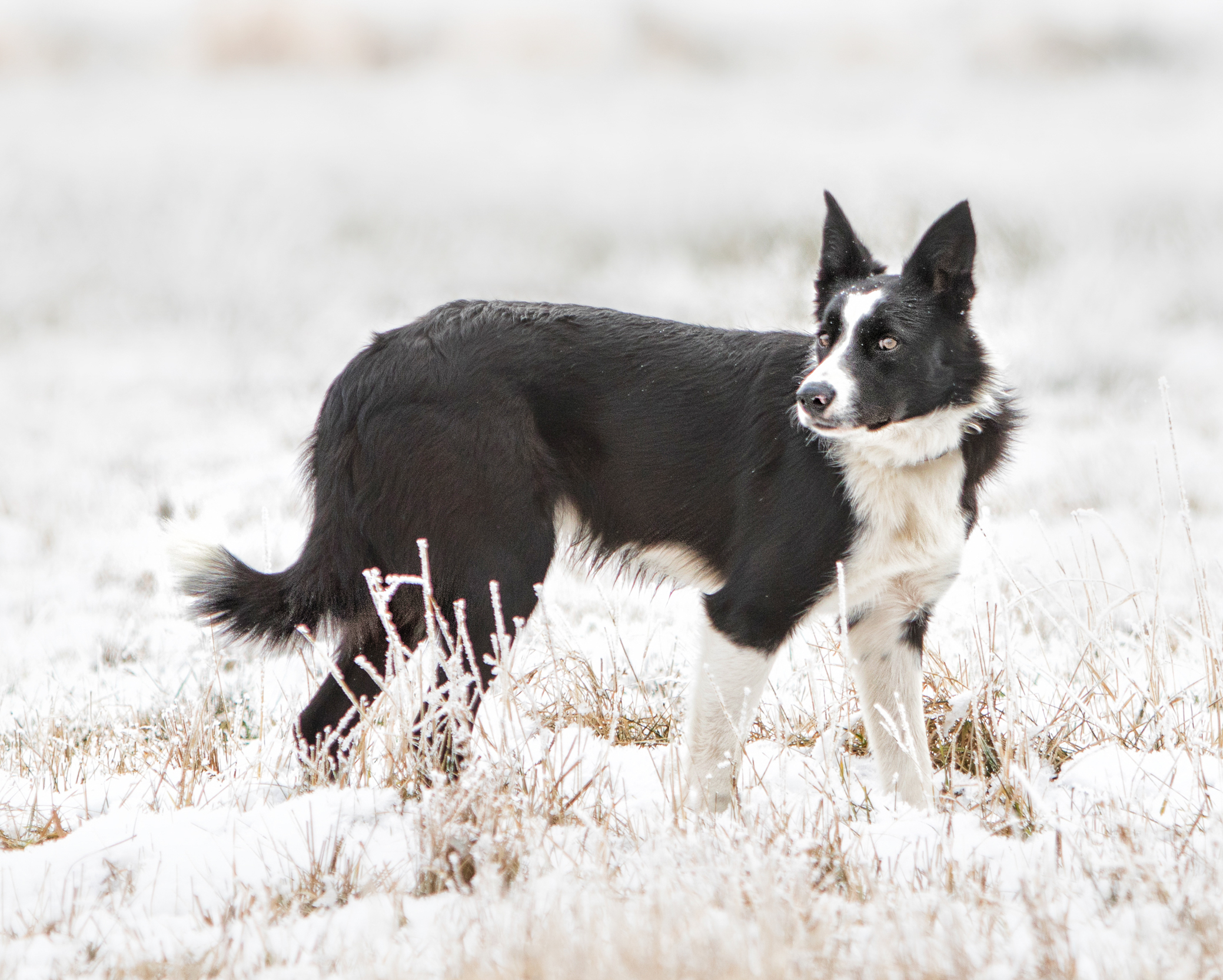 Gold Creek Ranch Border Collies BCW TEXAS