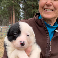 Texas x Jen - Oct 2019 Litter