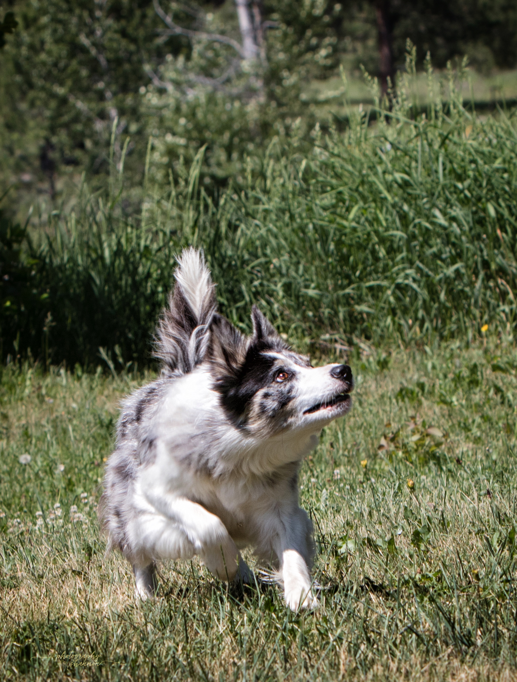 Gold Creek Ranch Border Collies GCR Skye Blue